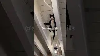Funny DOGS and CATS #funnyanimals #catshorts #dogshorts #ytshorts #shortsfeed