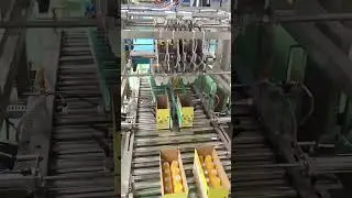 Fully auto bottle case packing machine #machine #factory #robot