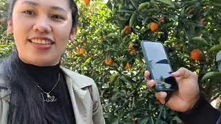 Orange farm🍊 in taichung,taiwan