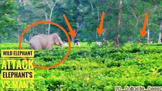 ASSAM WILD ELEPHANT ATTACK ELEPHANT'S VS MAN'S@RAAnimalAssam #animals#assam#elephant