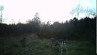 Vildtkamera Bolyguard SG520 videooptagelse
