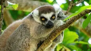 This is Why You Need to Visit - Bronx Zoo