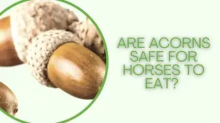 Acorns are toxic for horses