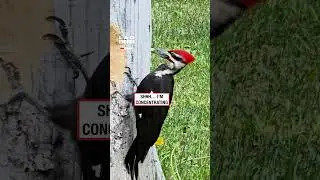 Woodpecker in Action 😲