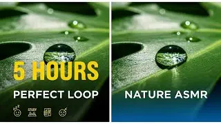 💧 Water Droplet on Monstera Leaf - 5 HOURS Perfect Loop | Nature ASMR for Sleep, Study & Meditation