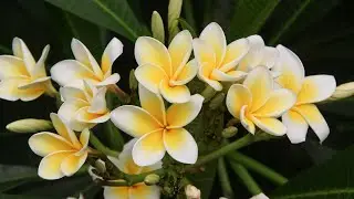 Sutta Teaching|Tuvataka Sutta(Eng)|04|Ven Panadure Chandaratana Thero|2026-01-21