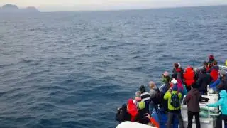 Maan Explorer - Whalesafari July 2016