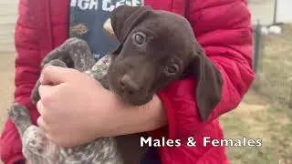 GSP Puppies - Maebe x Flash Born March 2025