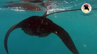 Snorkeling with mantas, onboard the Maluku Explorer