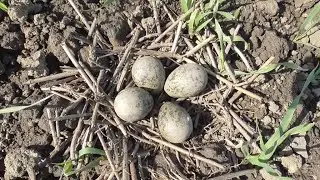 lapwing , new nest , local fields