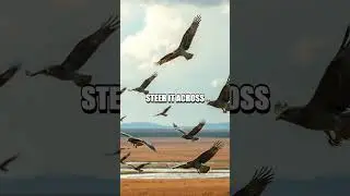 Winds of the Pampas: The Swainson's Hawk Odyssey