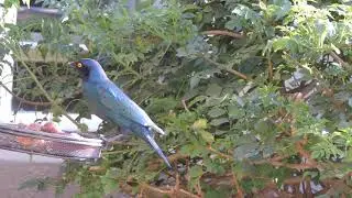 Cape Starling
