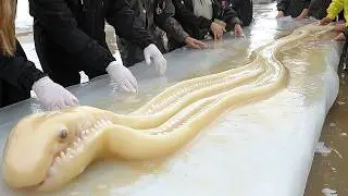 Frozen in Time: Prehistoric Creatures Discovered in Ice That Shouldn&rsquo;t Exist