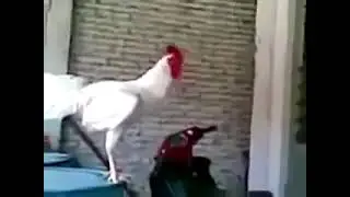 Laughing Rooster :)))