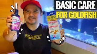 Basic Care and Medicines for Goldfish