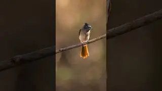 Canon 1DX Mark |||. Bird Photography #indianphotography  #birdphotography #wildlife #shorts