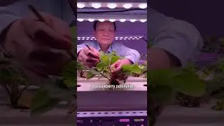 Indoor Vertical Strawberry：how to pollinate them ？