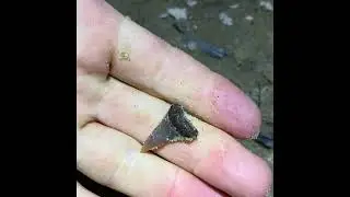 fossil hunting on the james river