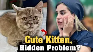 New Kitten Has a Hidden Problem | First Checkup Surprise