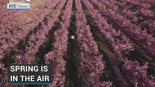Trees bursting into bloom seen as sign of hope in Spain amid Covid-19 gloom