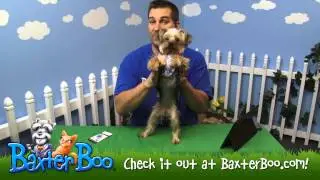 Darling Daisy Tiered Dog Dress   Blue
