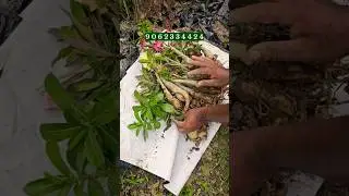 India best Wholesale Adenium Plant Nursery Horticultureking 9062334424