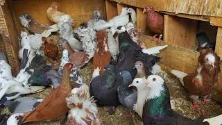 Essential Steps for Raising Pigeons Eggs to Adults dealing with parasites