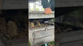 Wow!! Opening the best beekeeper in farm #honey #bee #workerbee #honeybeedance #beekeeping #animals