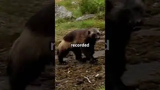 You Won&rsquo;t Believe How Fierce the Wolverine Is! 🔥