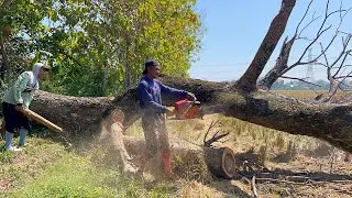 Draining Energy... Felling 2 difficult trees during extreme weather‼️