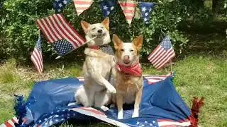 Dogs Put on a Patriotic Display on Independence Day