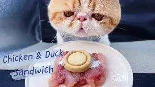 Cat eating show | ASMR Raw Chicken & Duck Sandwich | Dao&rsquo;s ASMR