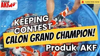 AKF Koi Keeping Contest &ndash; Road to Grand Champion @LKNKEDIRI