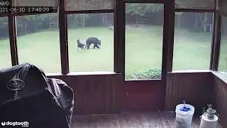 Family's Dog Plays with Black Bear in Back Garden || Dogtooth Media