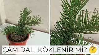 🌲 Çam Dalı Gerçekten Köklendi mi? (Deney Başladı)