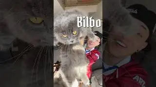 CONHEÇAM BILBO, MEU GATO REBAIXADO!
