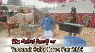 Talwandi Sabo Horse Fair 2026 ਵਿੱਚ ਤਿੰਨ ਘੋੜੀਆਂ ਵਿਕਾਉ ਆ ਰੇਟ ਸਮੇਤ ਵੀਡੀੳ ਆ
