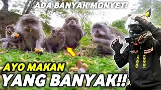 MUKBANG BARENG BANYAK MONYET
