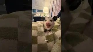 Opossum #animals #cute #opossum