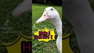 Help! Call 911#fyp #fypシ #duck #attack #human