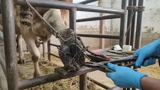 Save Cow Cleaning Deep Rusty Nail Stuck in Cow Hoof! 🐄 Full Hoof Cleaning & Rescue Treatment
