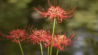 🌷선운사 꽃무릇🌺🥀2022
