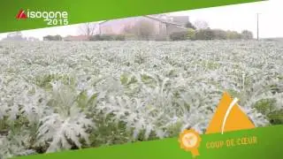 Artifrais - Coup de C&oelig;ur du Jury ISOGONE 2015