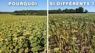 La sécheresse fait souffrir certains tournesols mais moins d'autres, pourquoi ? - 2022