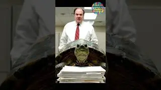 URGENT DEADLINE... Meets Turtle's Top Speed 🤣
