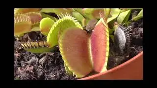Insect eating plant