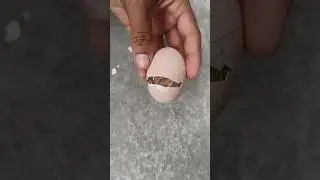 Opening egg to save stuck chick#chicks