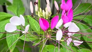 Update on my Cleome