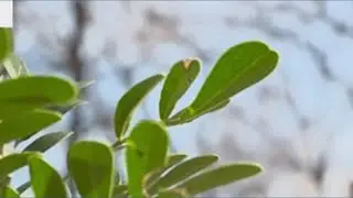 How to protect plants from winter weather