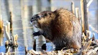Paddling and Wildlife Photography at Sweet Marsh - &copy; Kip Ladage